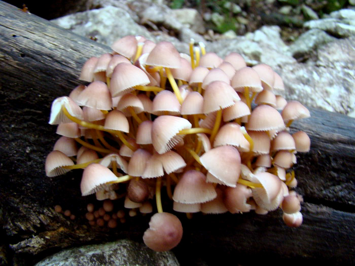 Mycena renati